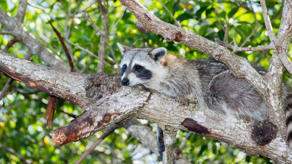 Raccoon resting on a branch in a tree in the Florida Everglades