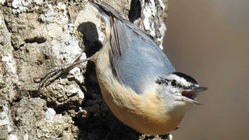 Algerian nuthatch clinging vertically to a tree trunk with its mouth open