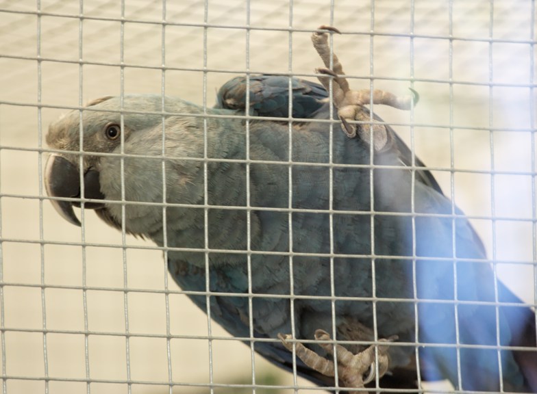 Spix's macaw