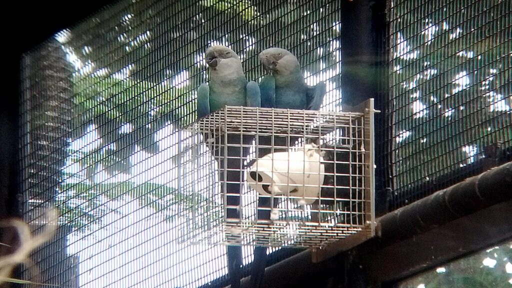 Spix's Macaws (Cyanopsitta spixii) at Jurong Bird Park in Singapore