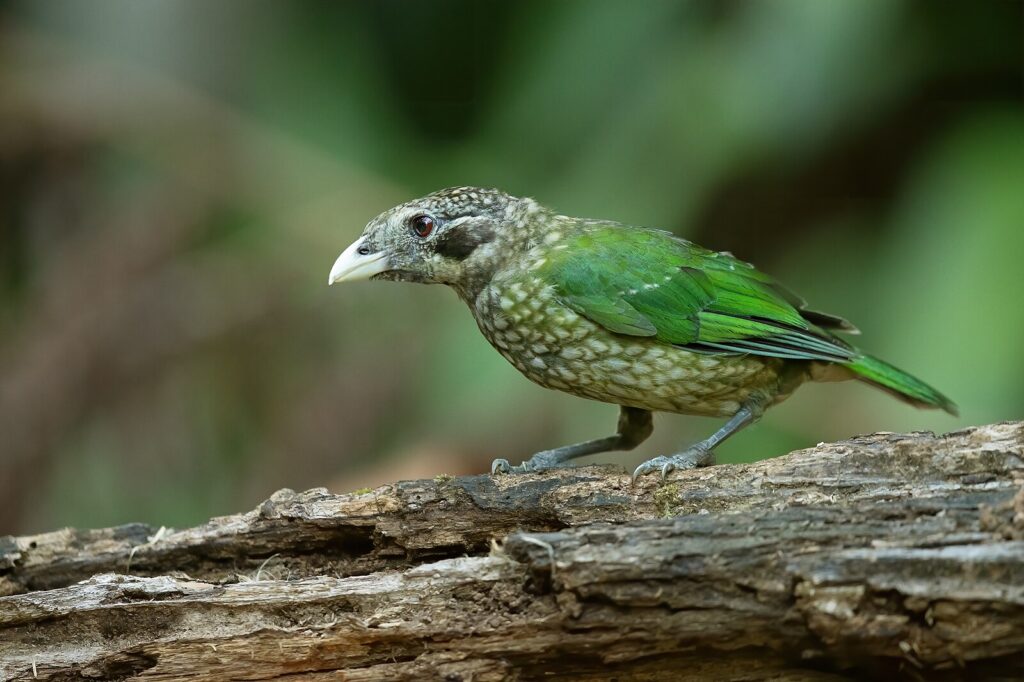 Spotted catbird standing on a log