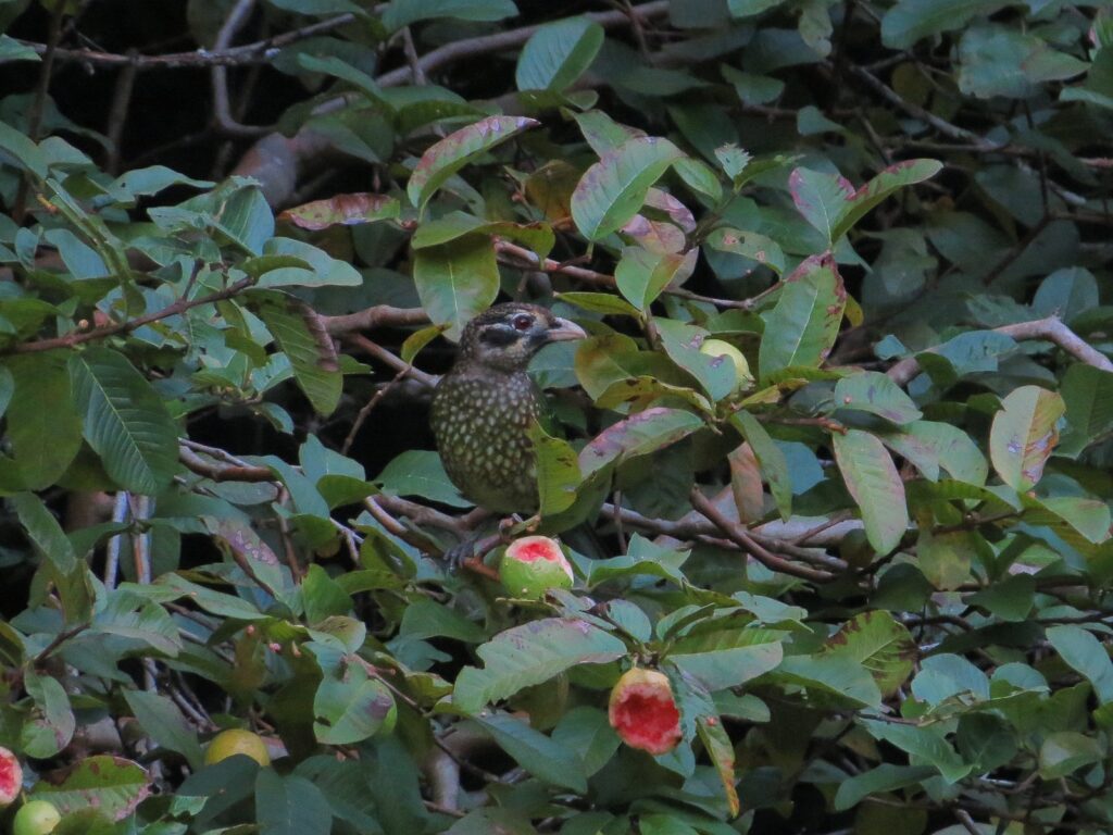 Spotted catbird eating fruit in Queensland