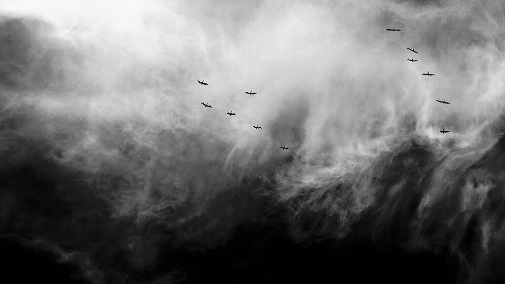 Birds flying under stormy sky