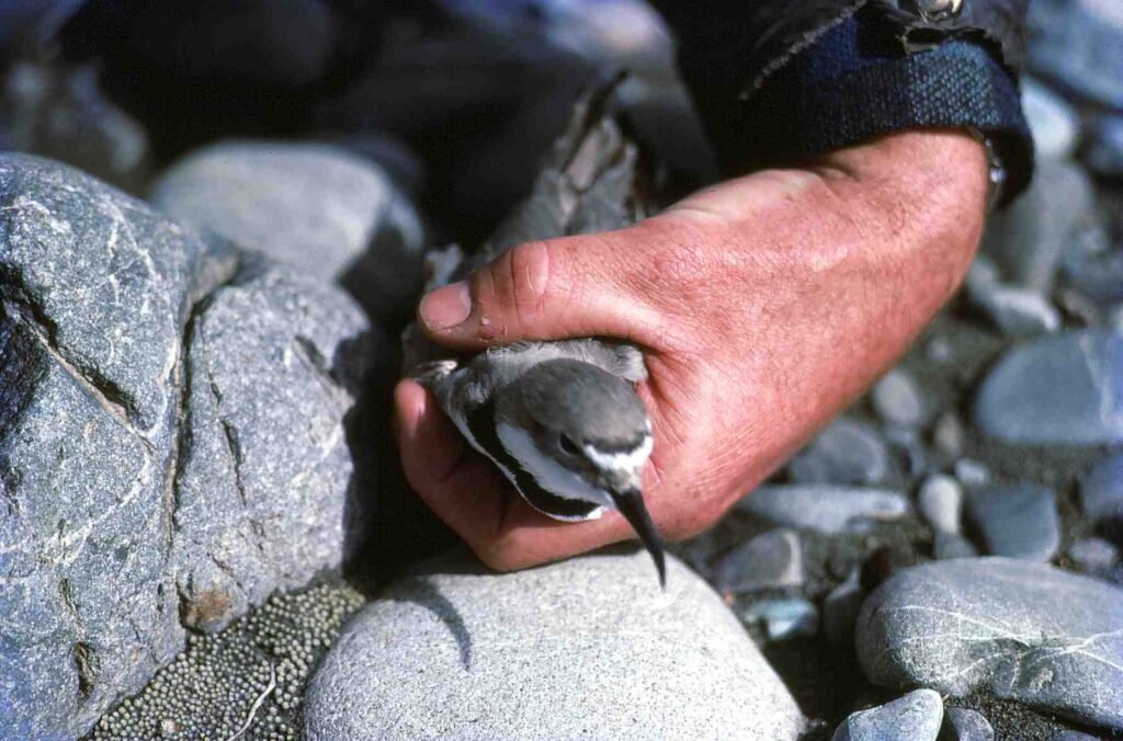 Wrybill bird being held