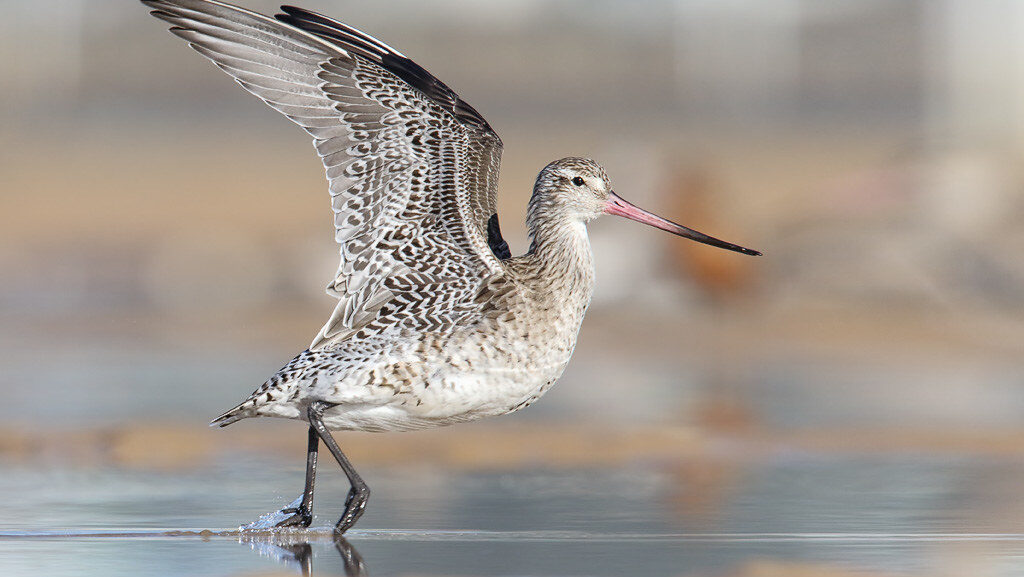 Bar-tailed Godwit taking off on wet ground, preparing to fly