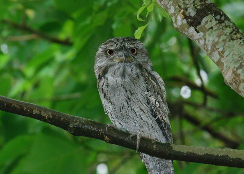 Tawny Frogmouth on branch with vibrant green leaves in the background