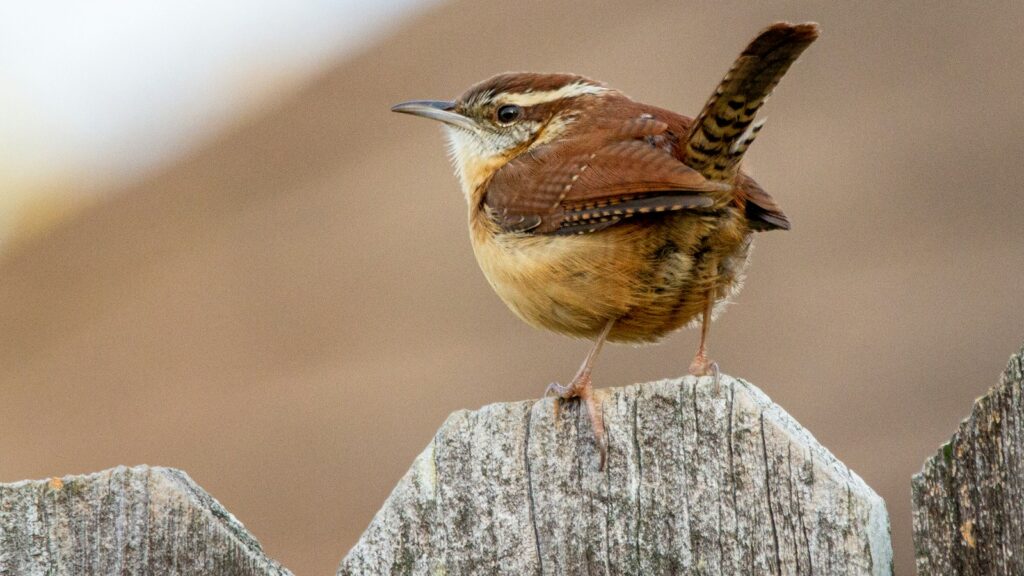 Wren perched on wood fence, gazing around a backyard environment