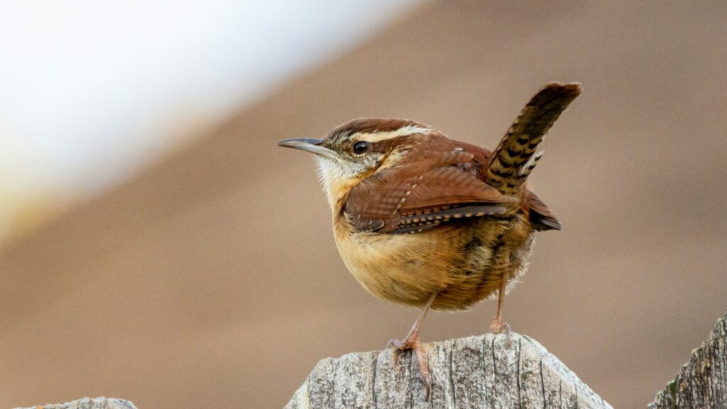 Brown bird perched on top of a rustic brown wooden fence