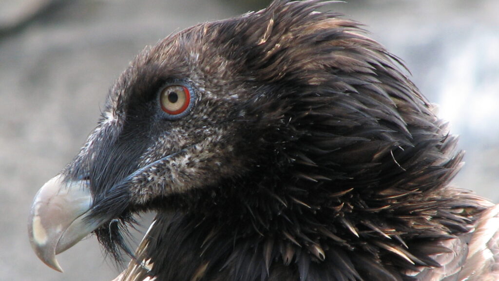 Bearded Vulture with distinctive black “beard” beneath its beak