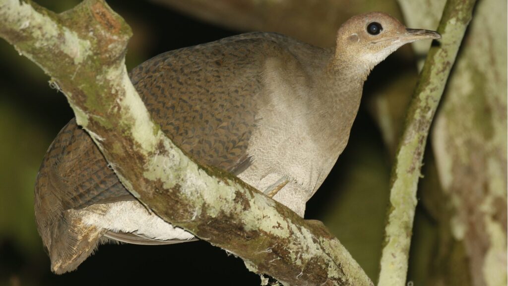 Great Tinamou perched on a forest branch