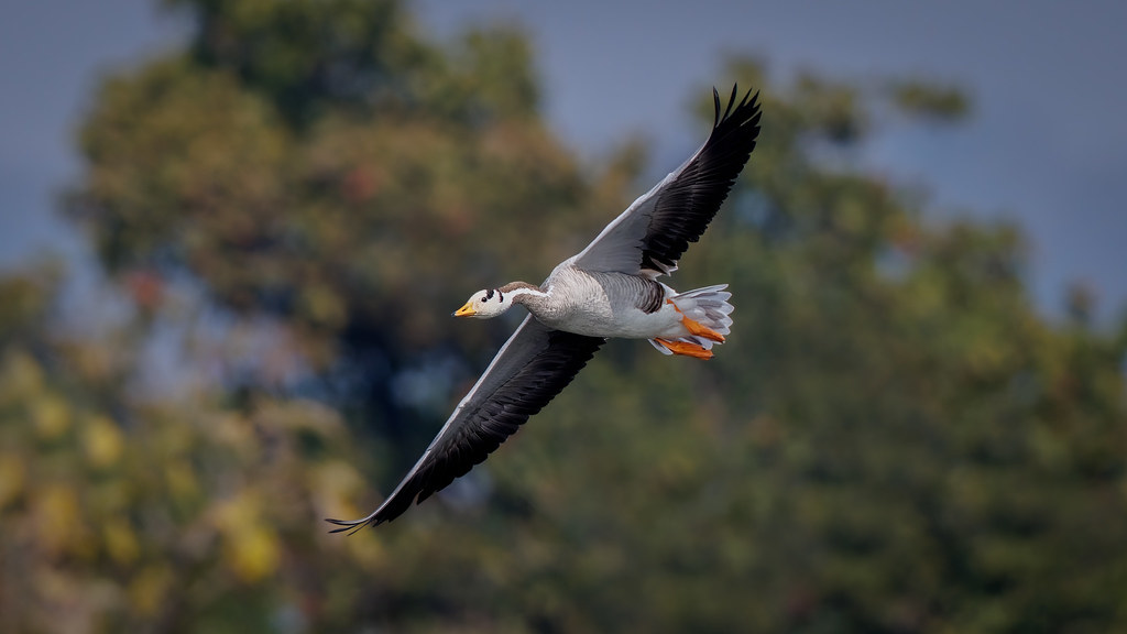 A Bar-headed goose with grey and white feathers.