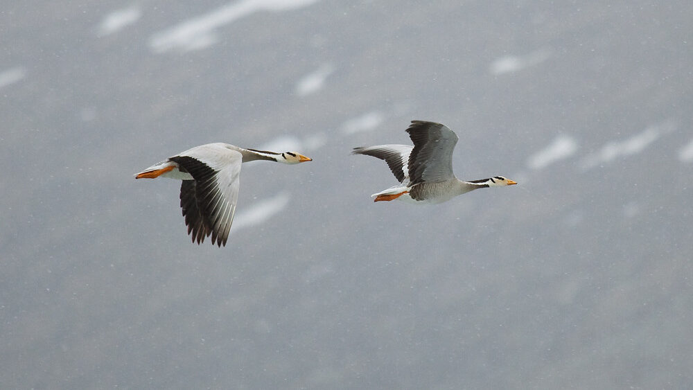 Two bar-headed geese are flying in a snowy environment.