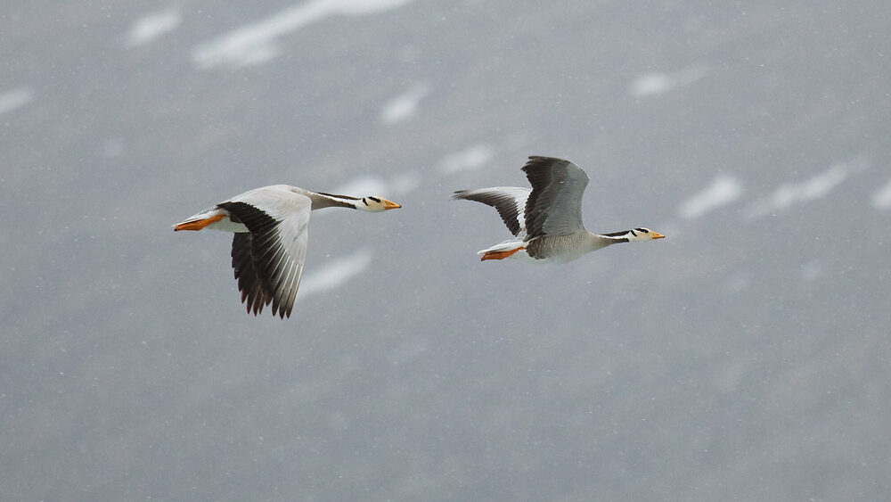 Two bar-headed geese fly against a snowy backdrop.