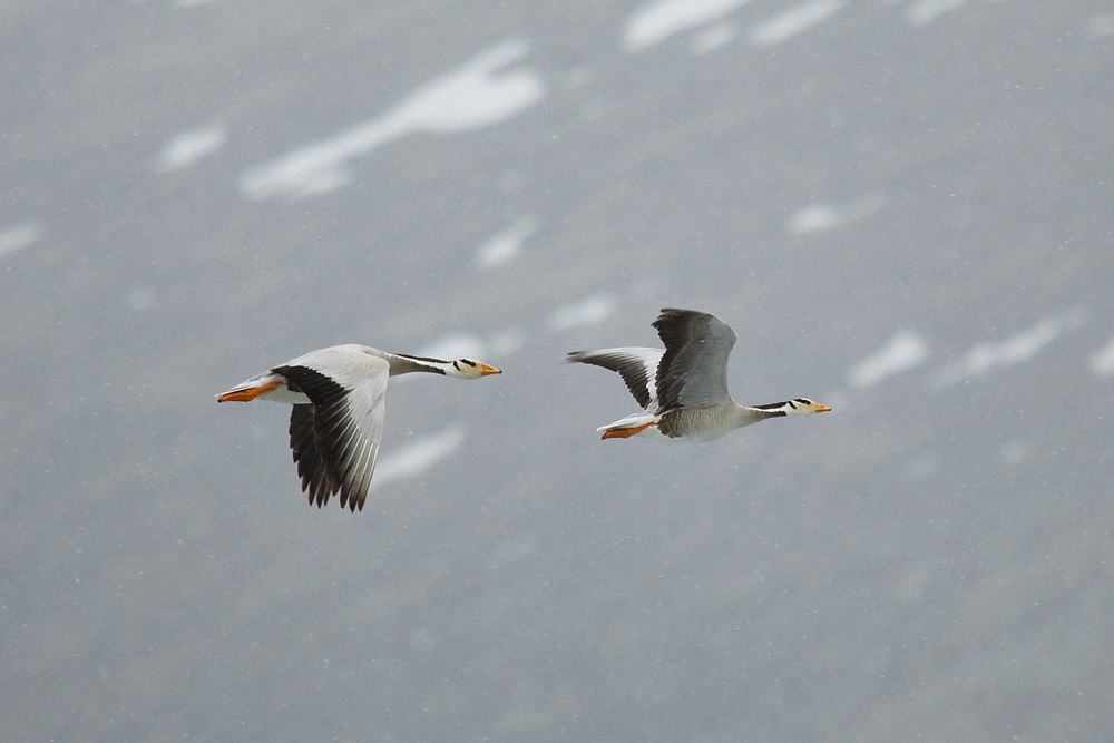 Two bar-headed geese fly against a snowy backdrop.