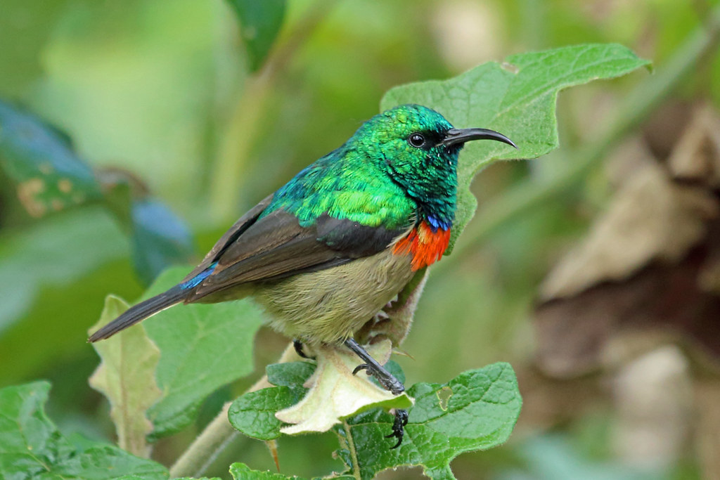 An Eastern Double-Collared Sunbird with vibrant green, red, and brown plumage perches on a leaf.