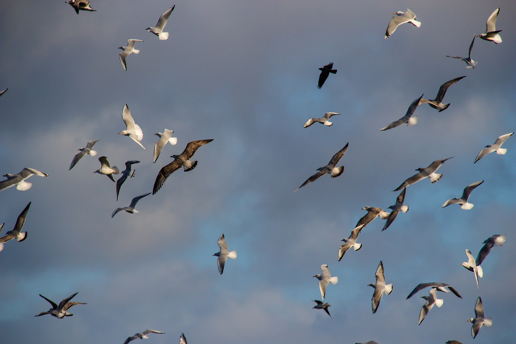 A flight of seagulls soars across the sky, their wings catching the light.