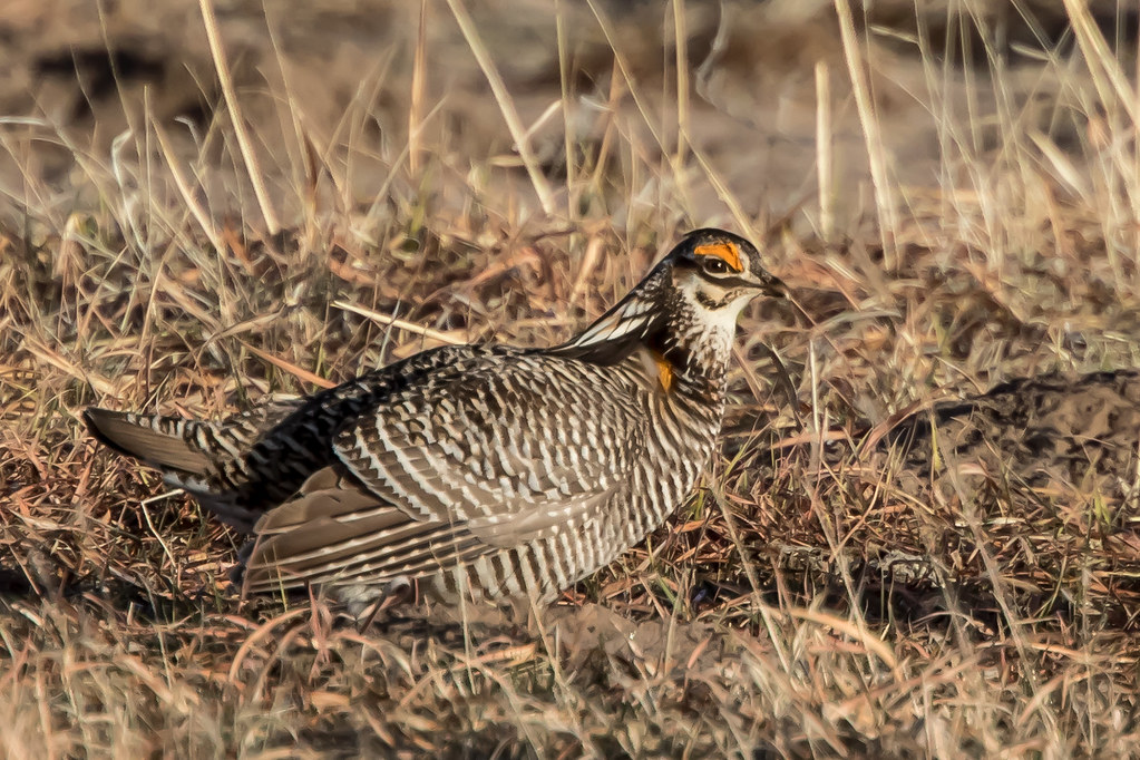 A Greater Prairie Chicken with patterned feathers stands in a field of green grass.
