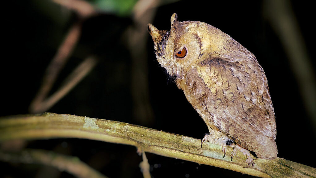 An owl perches on a branch in the dark. It may be a scops owl.