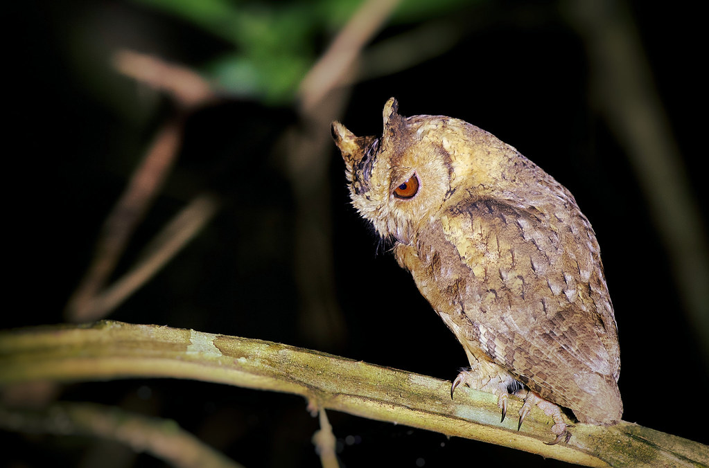An owl perches on a branch in the dark. It may be a scops owl.