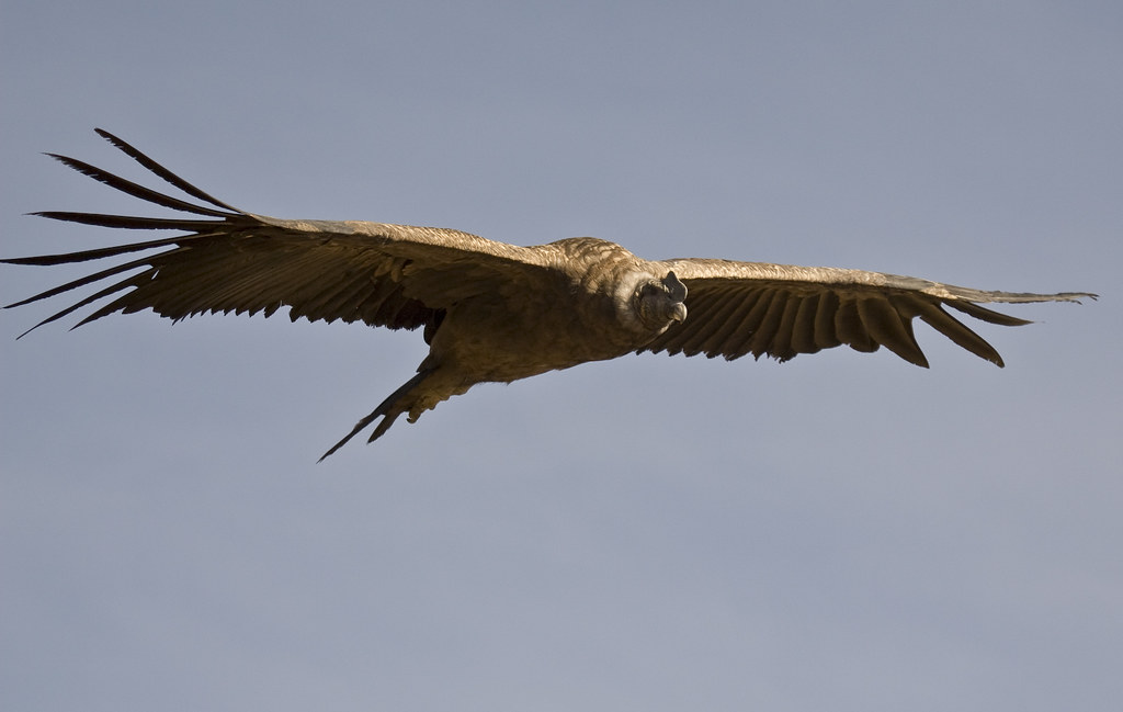 An Andean Condor soars with its wings wide against a clear sky.