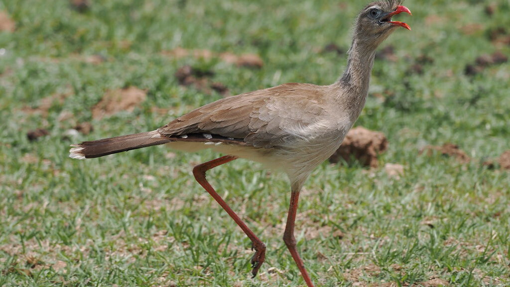 Red-Legged Seriema standing with one leg raised