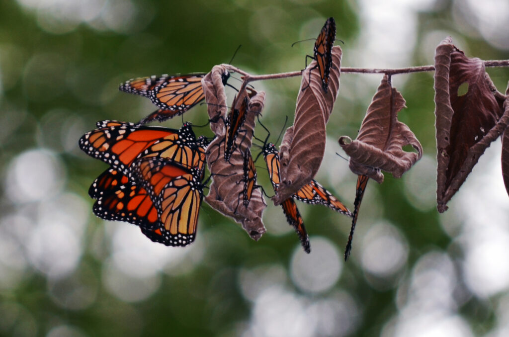 Monarch butterflies with vibrant orange and black wings rest on dried leaves.
