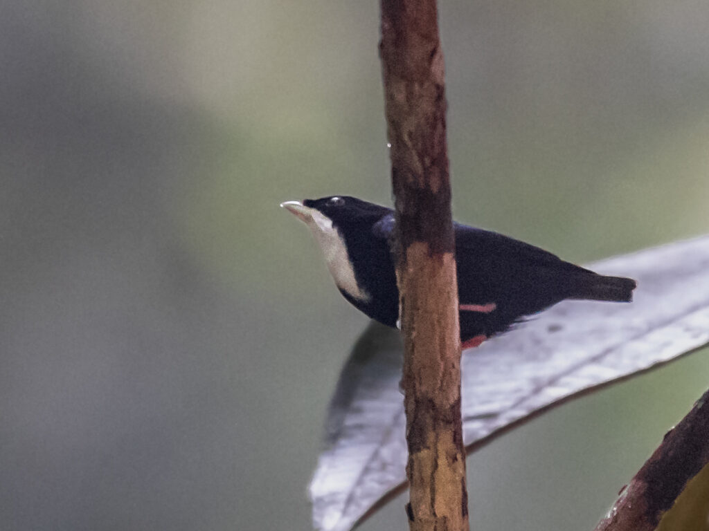 A White-ruffed Manakin perches on a branch.