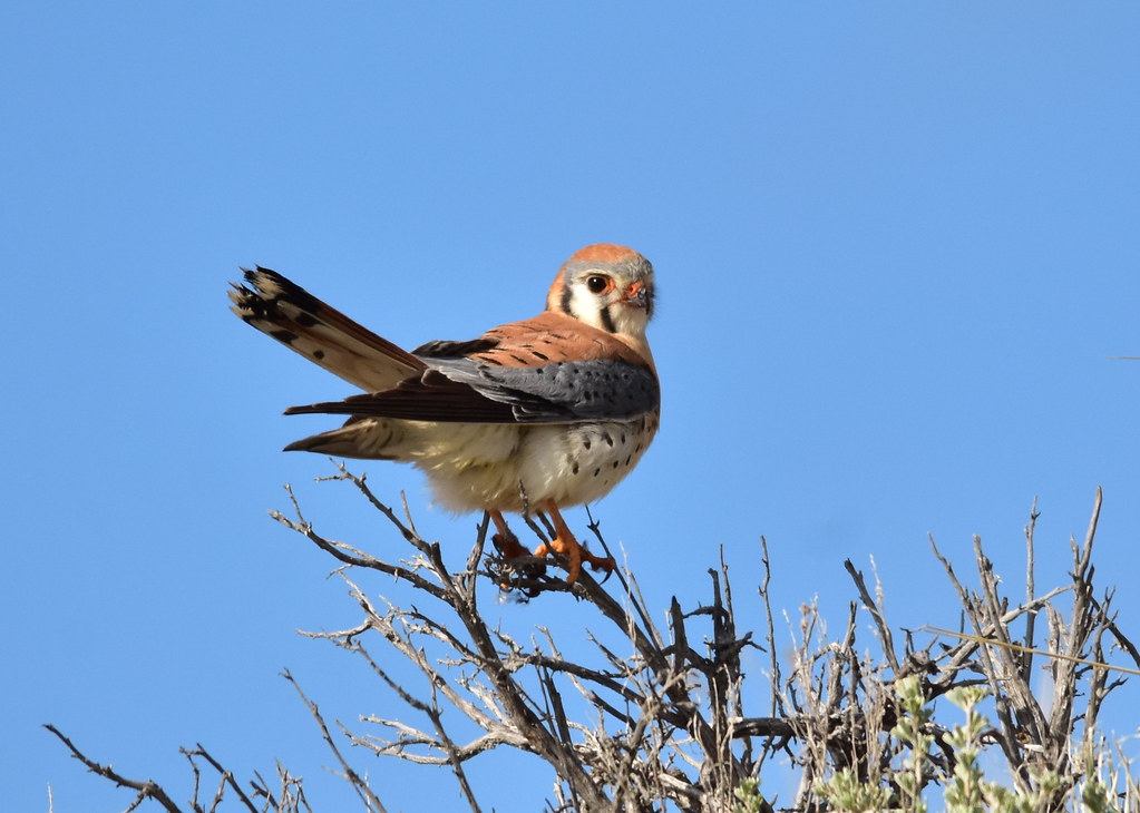 An American kestrel perches atop a twiggy branch against a clear blue sky.