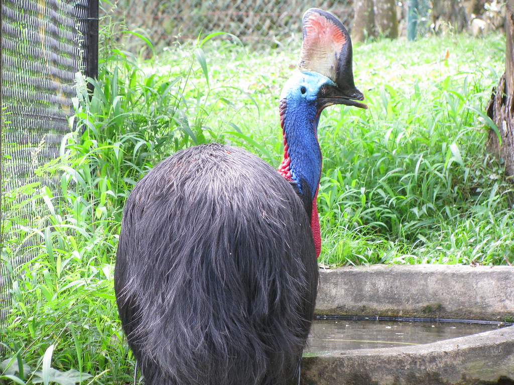 A southern cassowary with a blue neck and a brown casque stands near a water source.