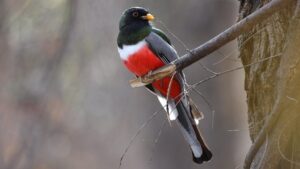 Elegant Trogon perched gracefully on a broken tree branch
