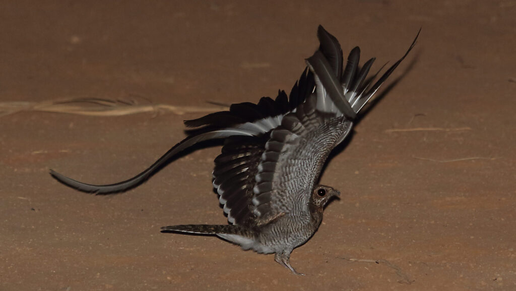 Nightjar bird spreading wings on ground, ready to lift off
