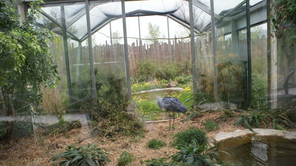 Shoebill inside a fenced enclosure