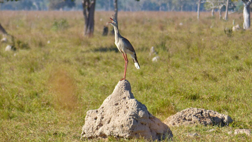 Red-Legged Seriema perched on rock, cawing
