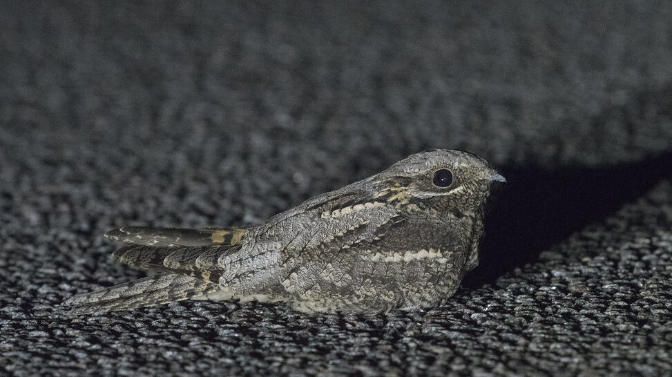 A nightjar sitting on a road