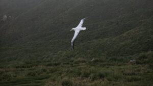 Wandering Albatross soaring in flight over forested mountains