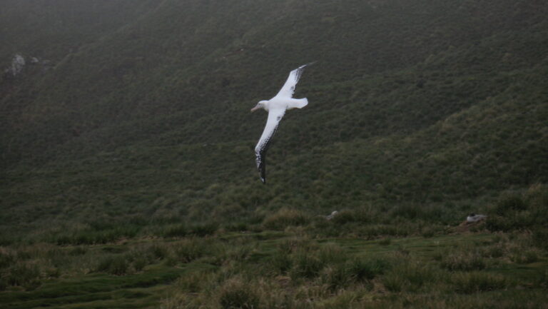 Wandering Albatross soaring in flight over forested mountains