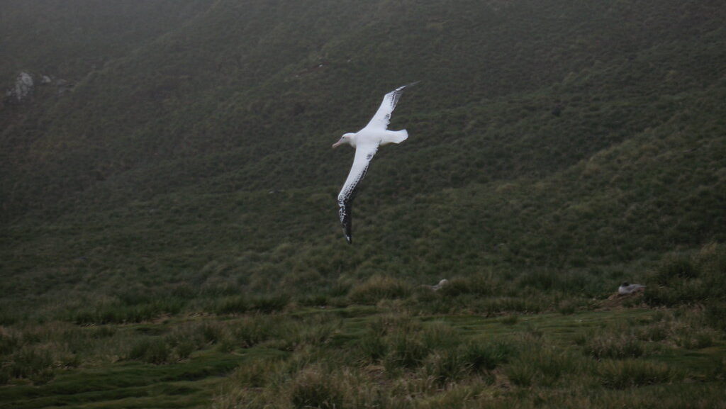 Wandering Albatross soaring in flight over forested mountains
