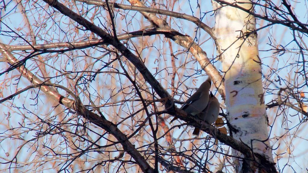 Pair of Bohemian Waxwings perched together on a tree branch