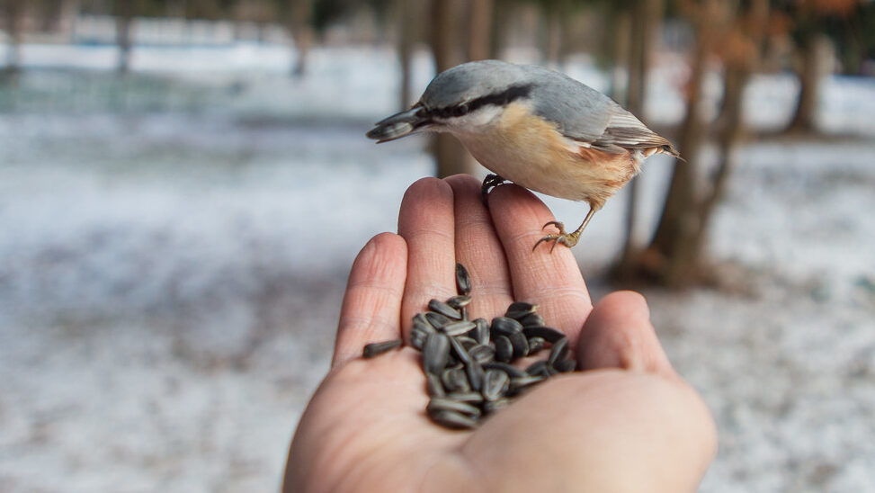 Person hand-feeding a small bird with a sunflower seed on a snowy winter day