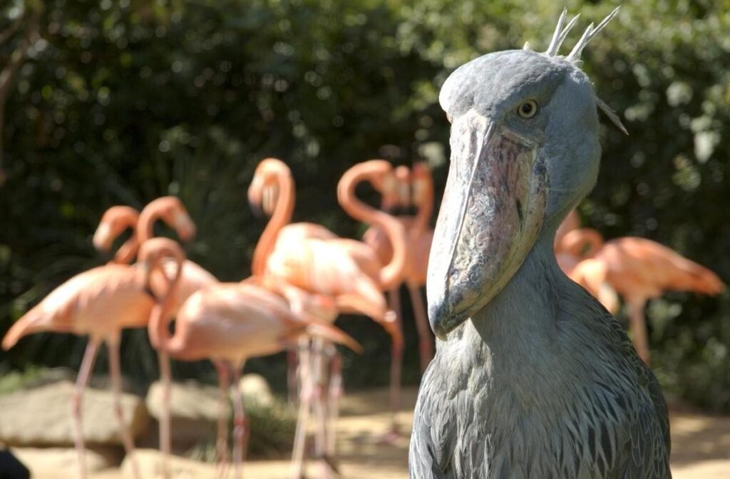 A shoebill with a large bill looks forward, with flamingos in the background.