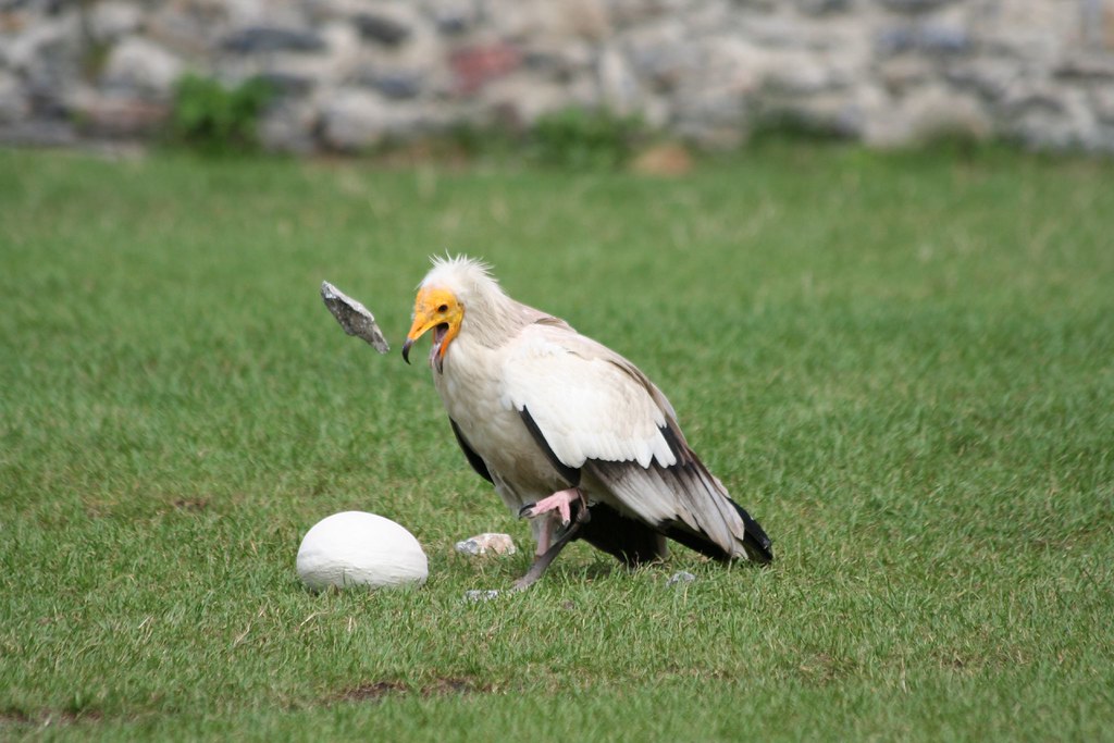 An Egyptian Vulture is trying to break the egg-shell with a rock.
