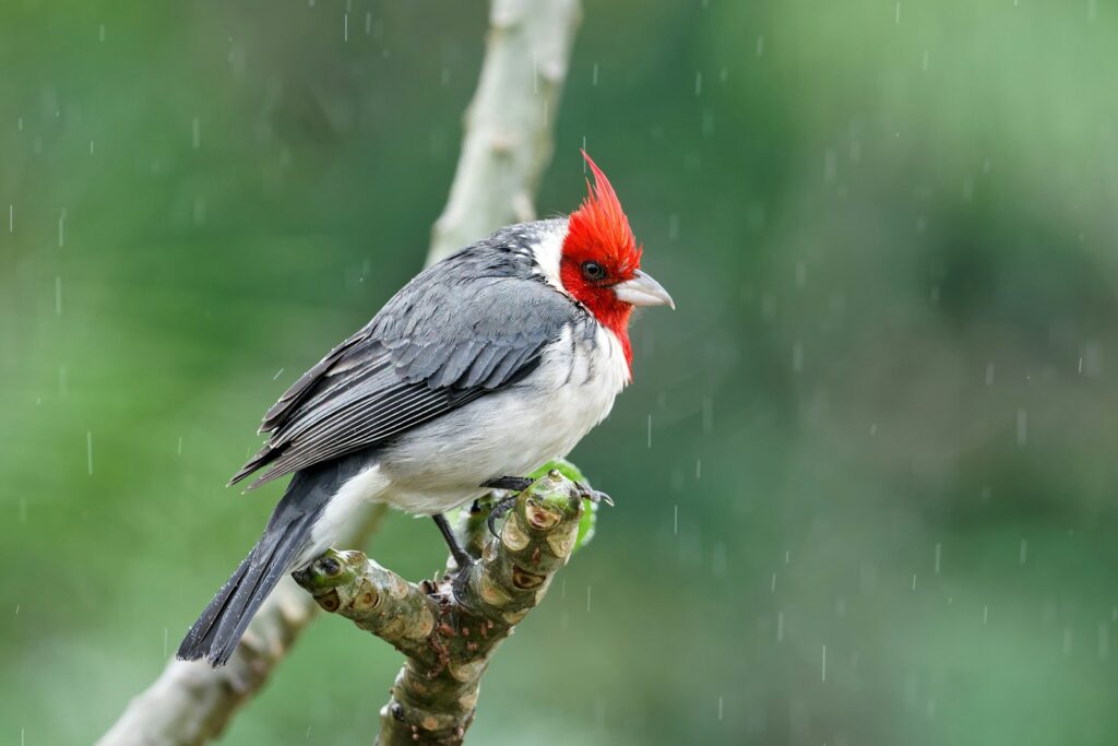 A Red-crested Cardinal perches on a branch in the rain.