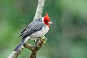 A Red-crested Cardinal perches on a branch in the rain.