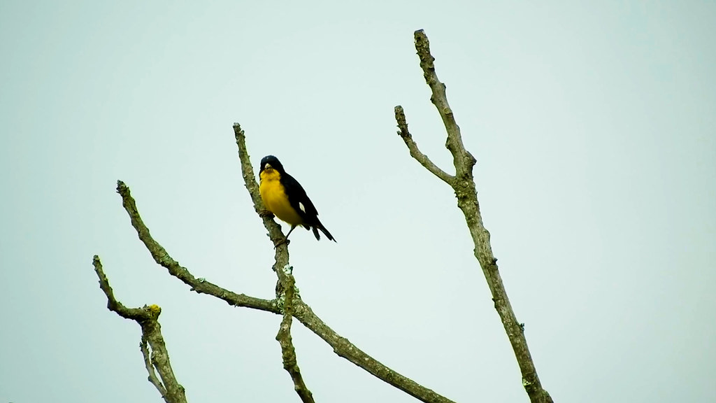 A Yellow-bellied Siskin perches on a bare tree branch.