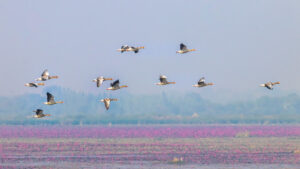 A flock of migratory birds flies over a field of pink flowers.