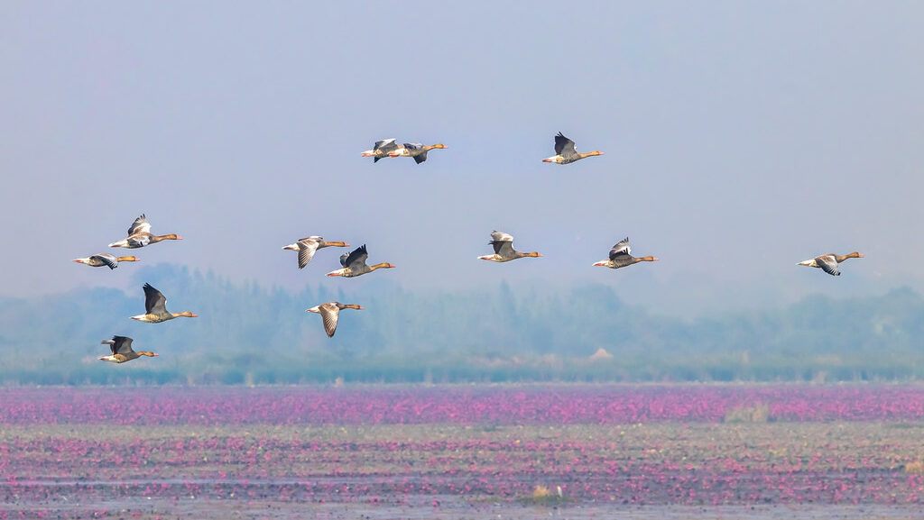 A flock of migratory birds flies over a field of pink flowers.