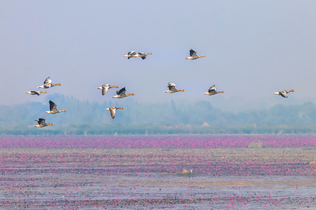 A flock of migratory birds flies over a field of pink flowers.