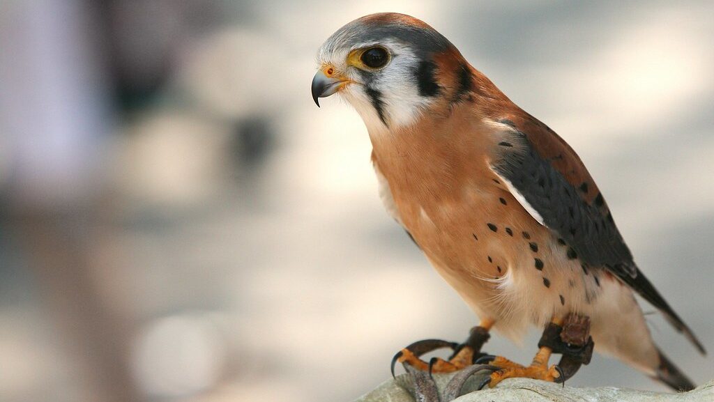 An American kestrel perches, displaying its striking orange and gray plumage.