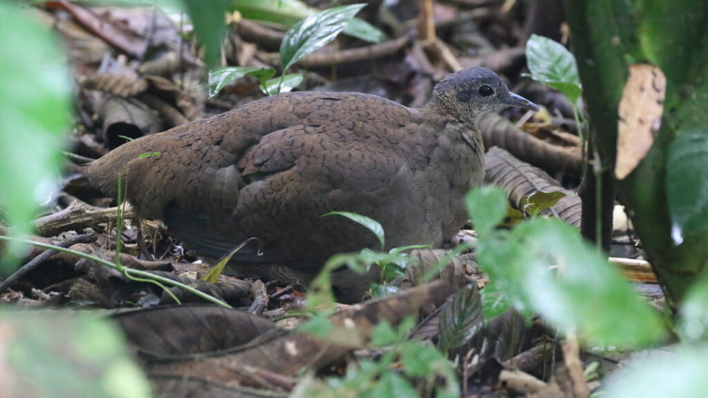 Great Tinamou sitting quietly, hidden among forest floor vegetation