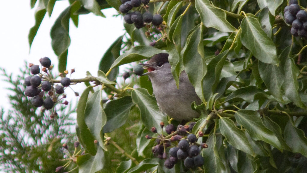 European Blackcap perched on leafy branch with clusters of violet berries